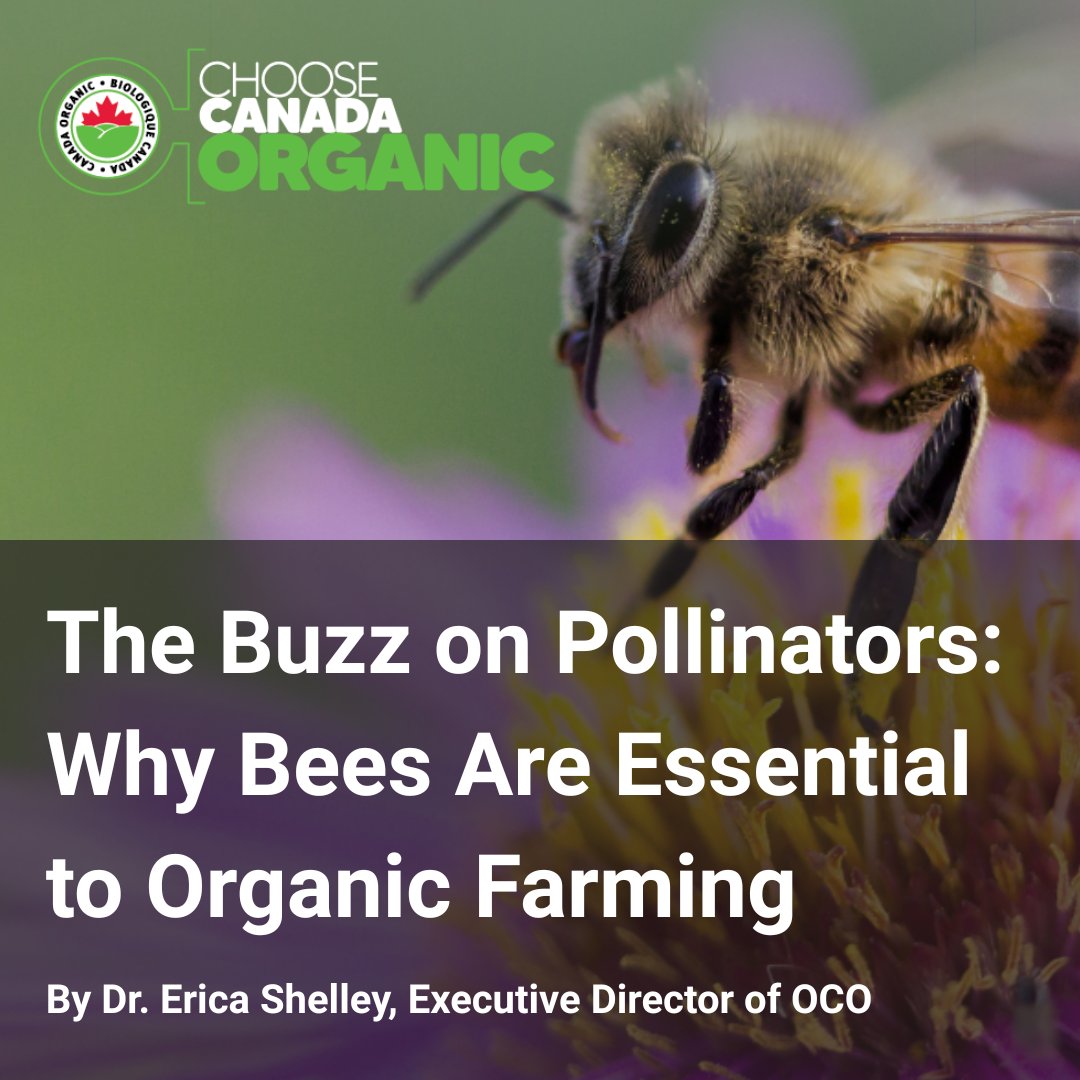 In organic farming, bees and other pollinators are more than just visitors—they're vital partners in cultivating healthy, resilient ecosystems.

Read this article by OCO's Executive Director, Dr. Erica Shelley:

bit.ly/43fipQl