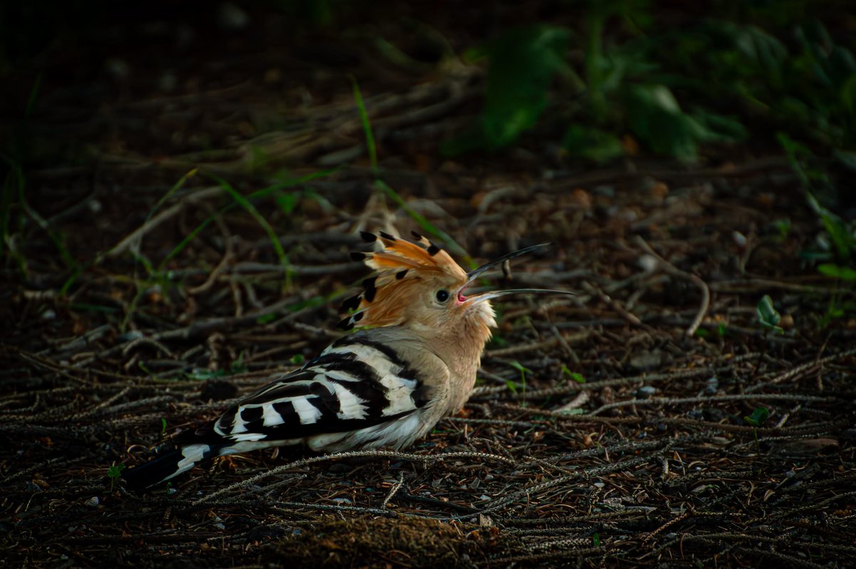 miikeltxo's tweet image. Ya empiezan a llegar los primeros punkis a la ciudadela para disfrutar del Iruña Rock 🔥🔥

 📸: Abubilla (Upupa epops)

#abubilla
#PamplonaIruña
#iruñarock
#fotografia