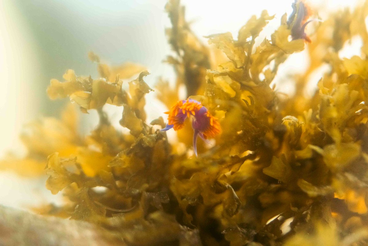 Students explore marine life up close, observing colorful nudibranchs and other sea creatures during a hands-on lab at CIMI’s touch tanks.
