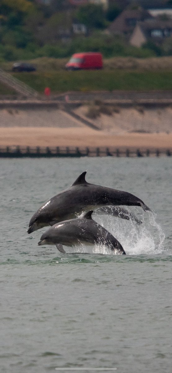 Paul Hackett (@paulhdigiman) on Twitter photo TAP phone screen TWICE for full image 😊
Bottlenose dolphins, mother and calf Aberdeen harbour Scotland 🏴
#digiscoped #manualfocus #kowascoping #benrouk #panasoniclumix #LUMIX #digiscope #digiscoper #digiscoping <a href="/KowaOptics/">Kowa Sporting Optics</a> <a href="/panasonic/">Panasonic</a> <a href="/PanasonicEurope/">Panasonic Europe</a> <a href="/LUMIX_Japan/">LUMIX JAPAN</a> <a href="/lumixcan/">lumixcan</a> TAP phone screen TWICE for full image 😊
Bottlenose dolphins, mother and calf Aberdeen harbour Scotland 🏴
#digiscoped #manualfocus #kowascoping #benrouk #panasoniclumix #LUMIX #digiscope #digiscoper #digiscoping <a href="/KowaOptics/">Kowa Sporting Optics</a> <a href="/panasonic/">Panasonic</a> <a href="/PanasonicEurope/">Panasonic Europe</a> <a href="/LUMIX_Japan/">LUMIX JAPAN</a> <a href="/lumixcan/">lumixcan</a>