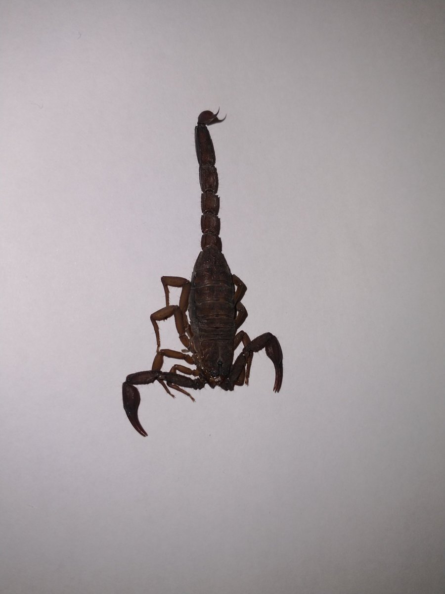 og432153's tweet photo. Buenas tardes @Arachno_Cosas , encontré este ejemplar en la CDMX, será de importancia médica? 
Saludos. https://t.co/2Zzh8iosnf