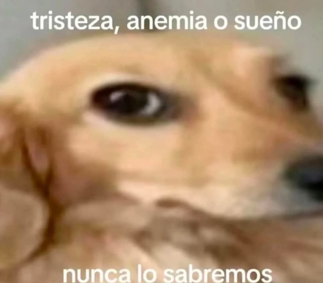 memes qleros tweet media