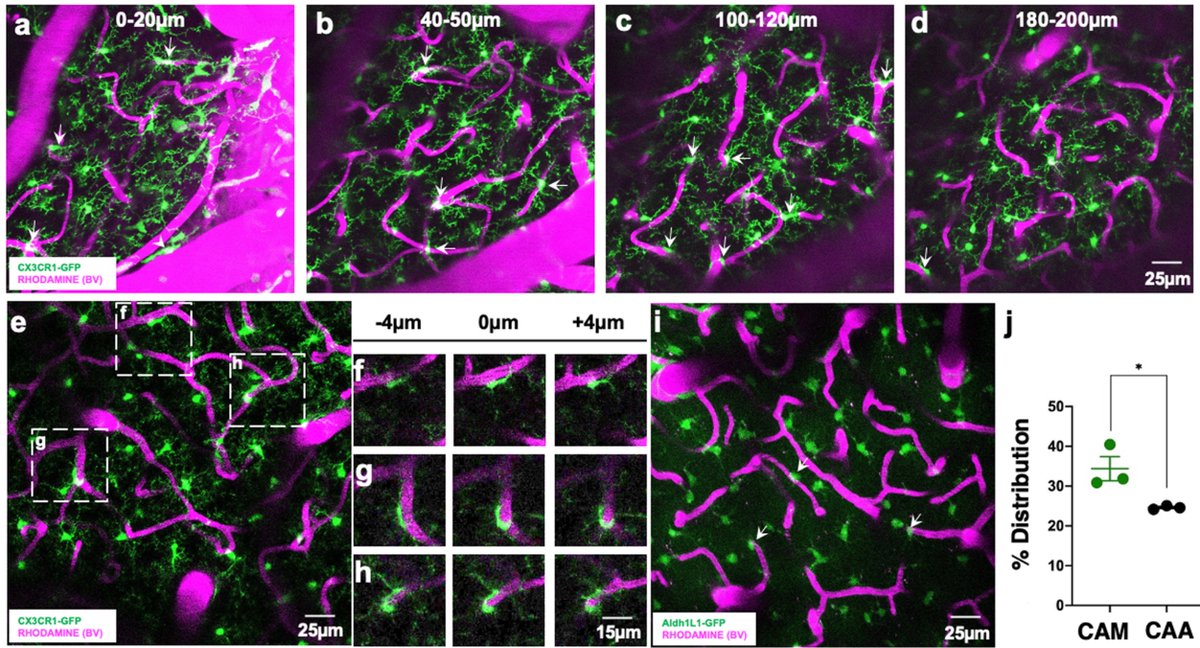 eyolab's tweet image. Still in 2021, in a study led by @Bishtkanchan8 from @eyolab, microglial soma interactions with the vasculature were described and shown to require vascular purine release from Panx1 channels to recruit microglia through P2RY12: nature.com/articles/s4146….🤩#20YearsInVivoMGImaging