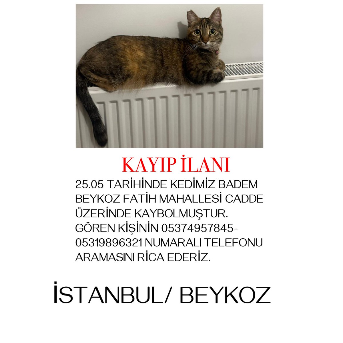 sevgikarasoglu's tweet photo. ÇOK ACİL YAYALIM SOKAKTA YAŞAYAMAZ 🥺 https://t.co/2KoE0lqlSK