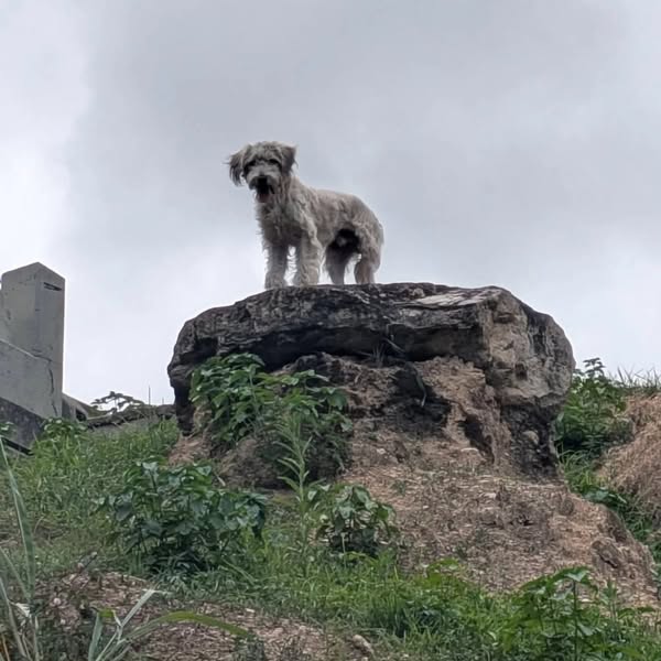 A64029345's tweet photo. EN LA  COTA MIL - A NIVEL DE SAN BERNARDINO
#Repost @diarioadopta

Perdido o abandonado 
Corre asustado, urge rescate o encontrar a su familia, es un cachorro, orina agachando
Es un mestizo de Snauzer con poodle patas largas
Caracas URGEEE antes de q lo atropellen 0414-7912337 https://t.co/KB9Vxmh97D