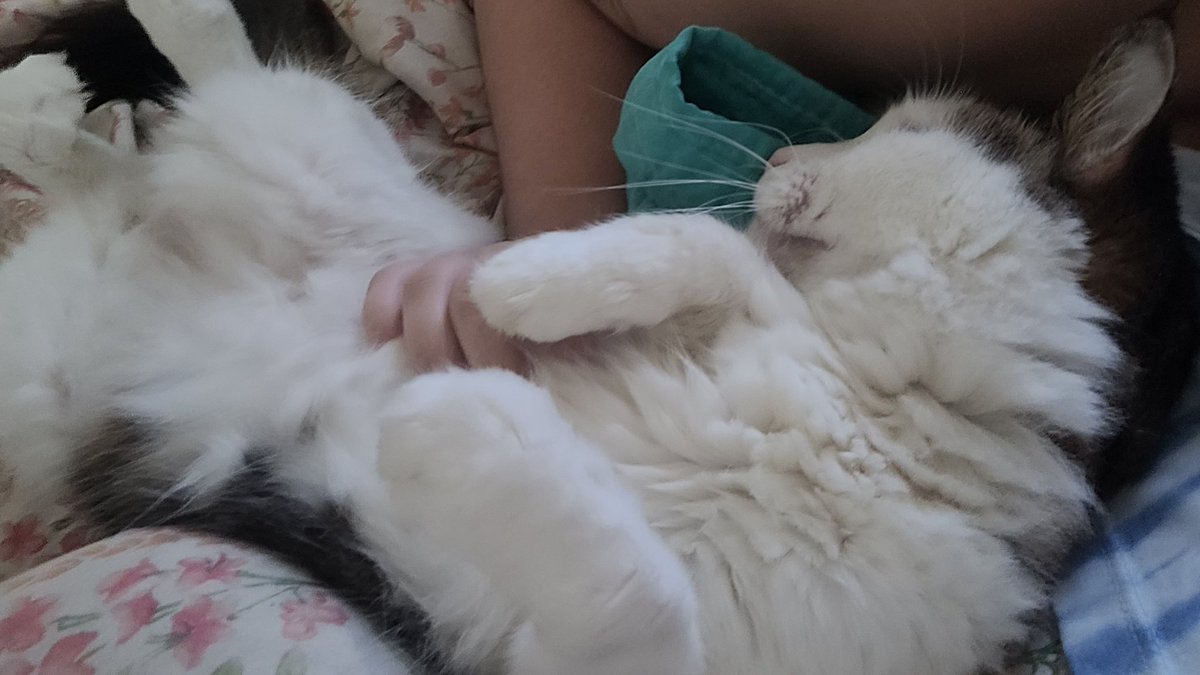 CrocodiloClara's tweet photo. Um dos gatos que moram comigo começou a dormir perto sempre que deito pra tirar um cochilo. Não importa o horário do dia ou se é no sofá ou na cama. Lurdes, saiba que você é o gato twink mais perfeito. https://t.co/X7GU2mw4Dq