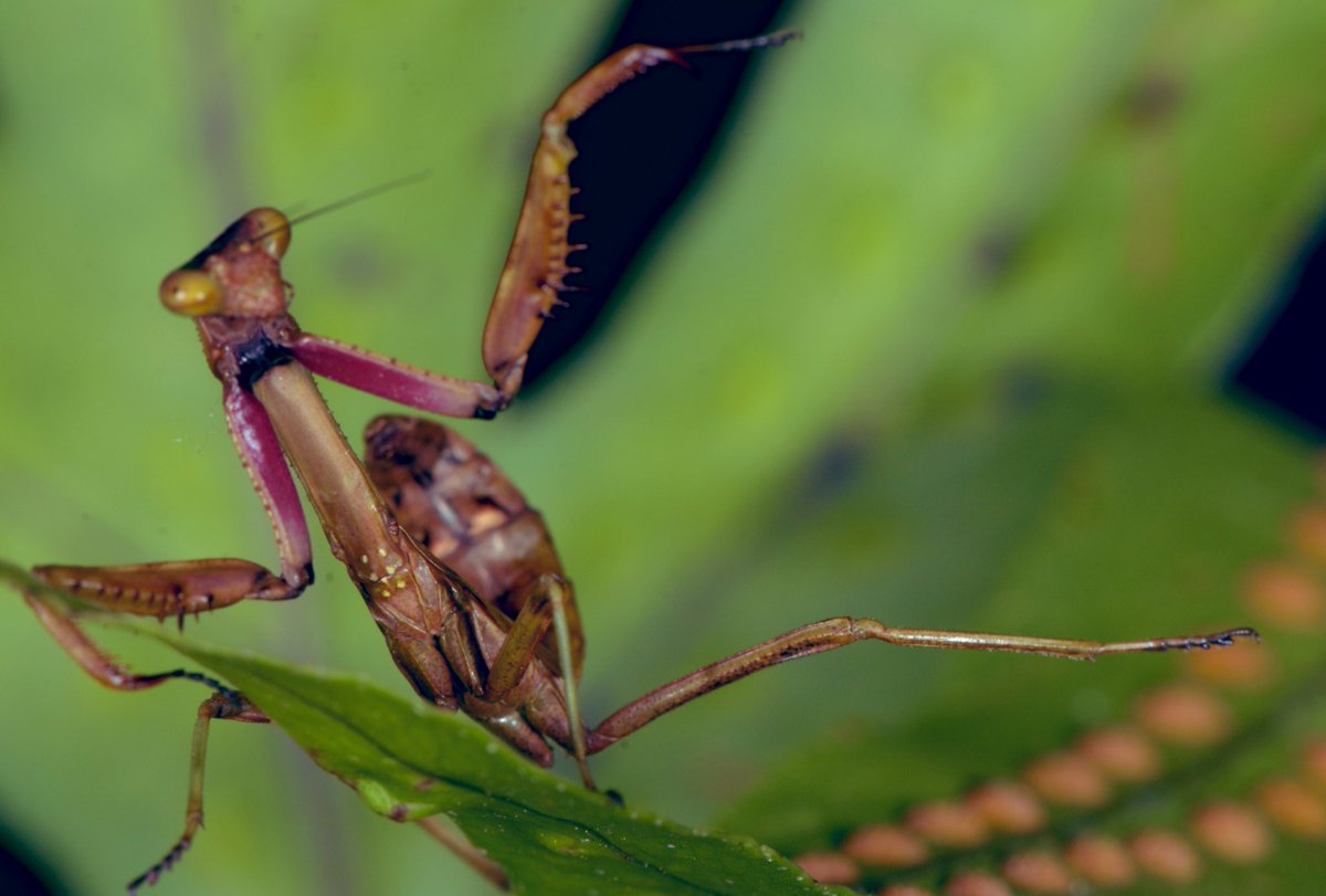 Bichodatos (@bichodatos) on Twitter photo La apariencia antropomórfica de las mantis a veces se acentúa con sus extraños comportamientos. Este ejemplar, por ejemplo, no solo era inusualmente agresivo para una forma juvenil, sino que parecía a punto de lanzar una patada voladora al fotógrafo. 📸: <a href="/piskomantis/">Julio Rivera, PhD</a>. La apariencia antropomórfica de las mantis a veces se acentúa con sus extraños comportamientos. Este ejemplar, por ejemplo, no solo era inusualmente agresivo para una forma juvenil, sino que parecía a punto de lanzar una patada voladora al fotógrafo. 📸: <a href="/piskomantis/">Julio Rivera, PhD</a>.