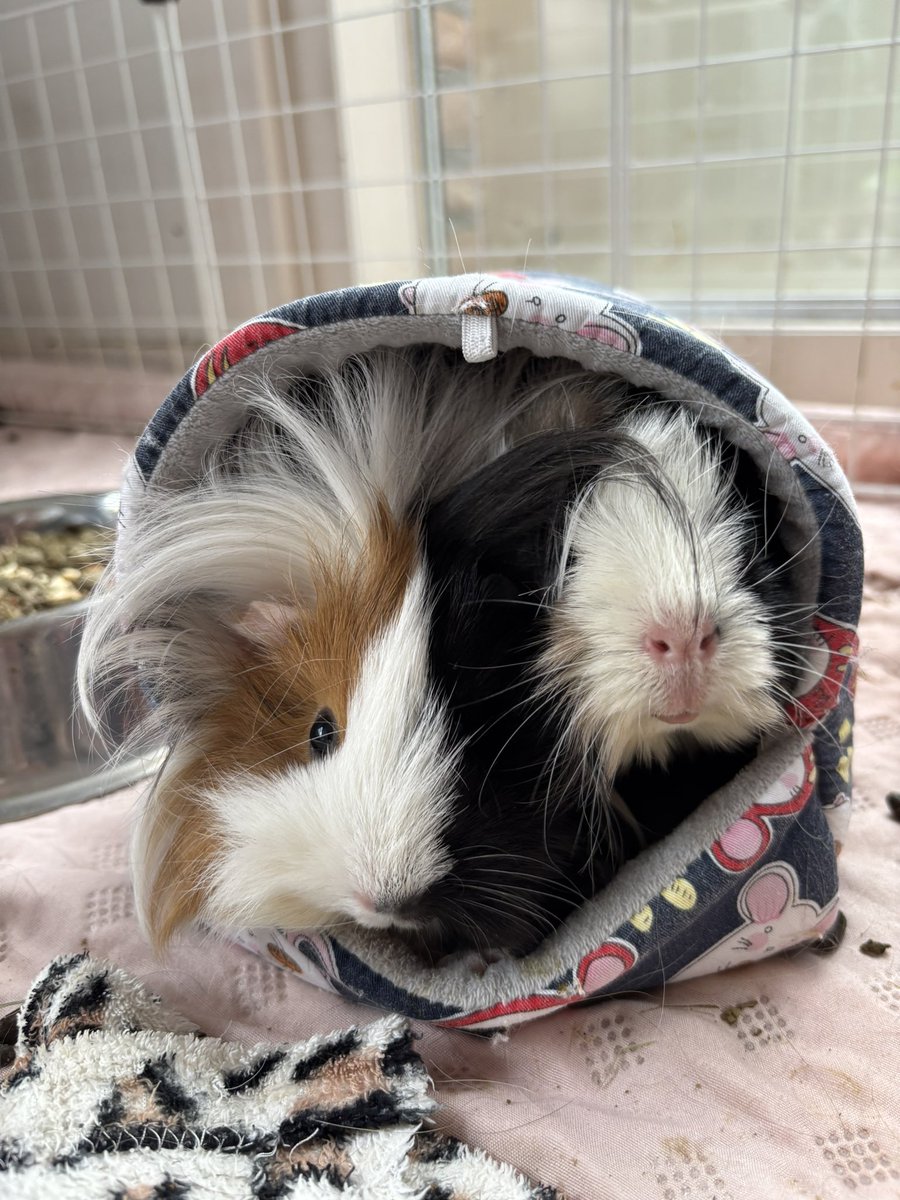 We are BACK !
We miss the piggies and our fluffamily so much 🥰🥰🥰🥰