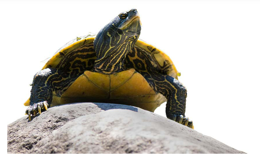 Fall Head Over Shell for “Turtles” this Summer at <a href="/FernbankMuseum/">Fernbank</a>
.
.
.
.
.
.
.
.
.
.
.
.
.
#AdventuresinGA #Georgia #GA #ThingstodoinGA #Atlanta #ATL #Nature #FernbakMuseum #Turtles #Museums #community #exhibits #explorers #Steam #Stem
adventuresinga.com/f/fall-head-ov…