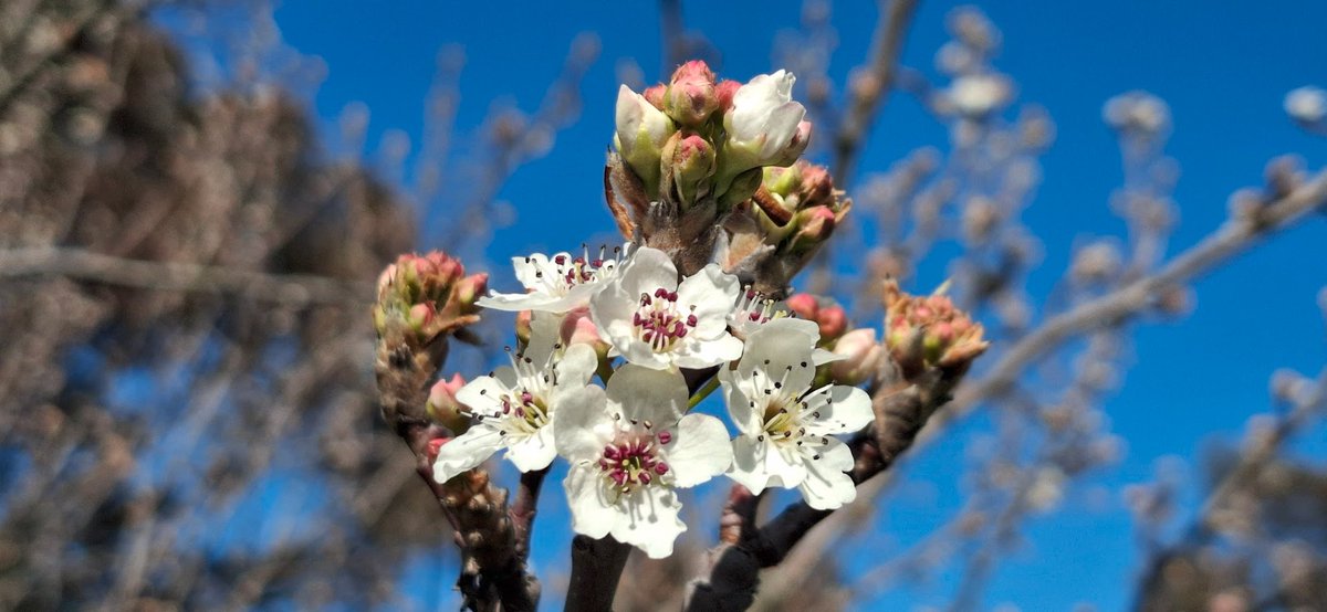 James_Hawke1's tweet photo. Productivity is human bullshit.

you could spend your existence being fascinated by blossoms, clouds and cats and God would be happy.  #FuckHumans https://t.co/nGguv7MSZx