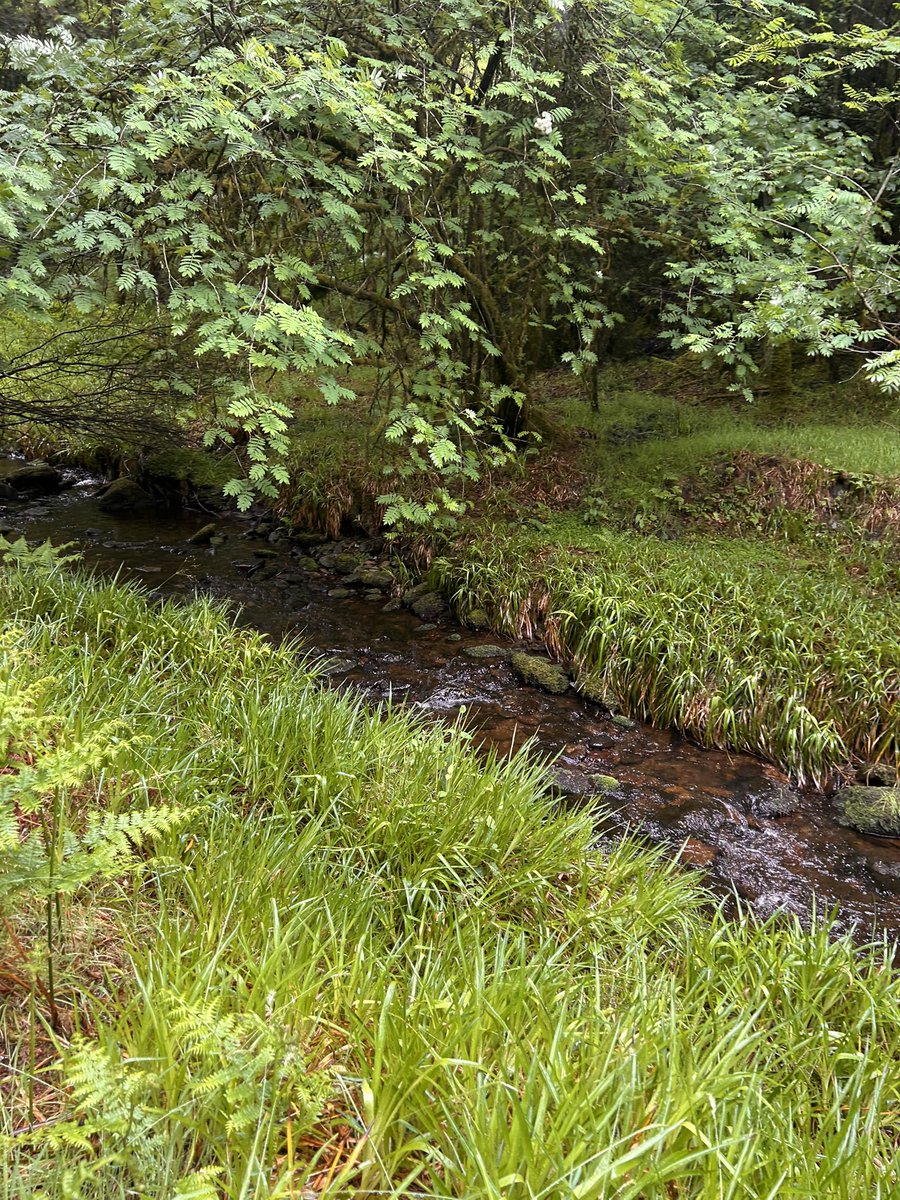 Day 26 spent at Gortin Glen Forest Park for #MoveaMileaDayinMay Braved the rain for stunning surroundings. Max in on the action, as always. He got a nice warm bath when we got home!