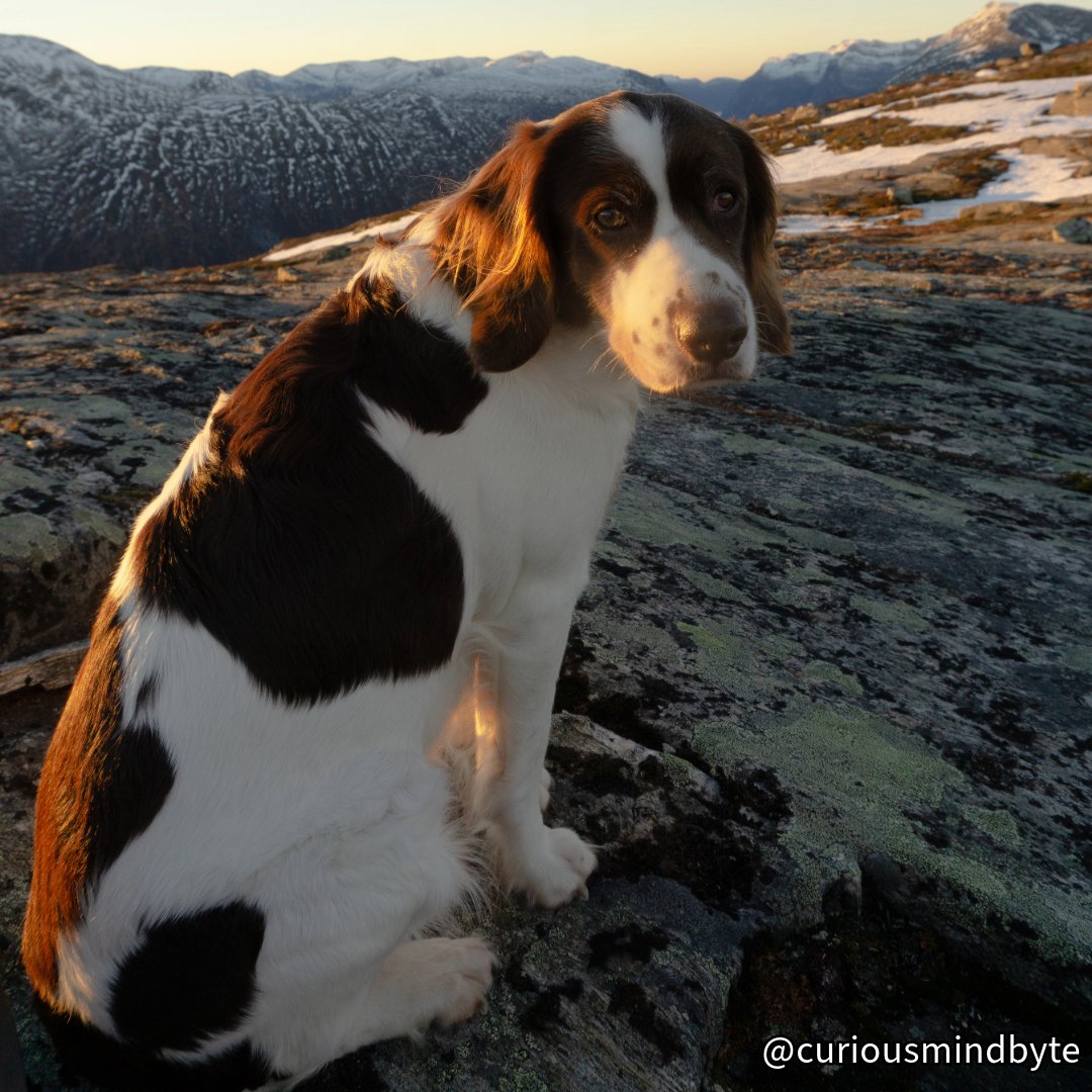 CuriousMindByte's tweet photo. Dog Breed Spotlight: Drentsche Patrijshond - Dutch versatile hunting dogs. Steady, intelligent, and family-oriented. Need regular exercise and mental stimulation. #DrentschePatrijshond #SportingDogs #DutchBreeds https://t.co/Az7RIroAzl