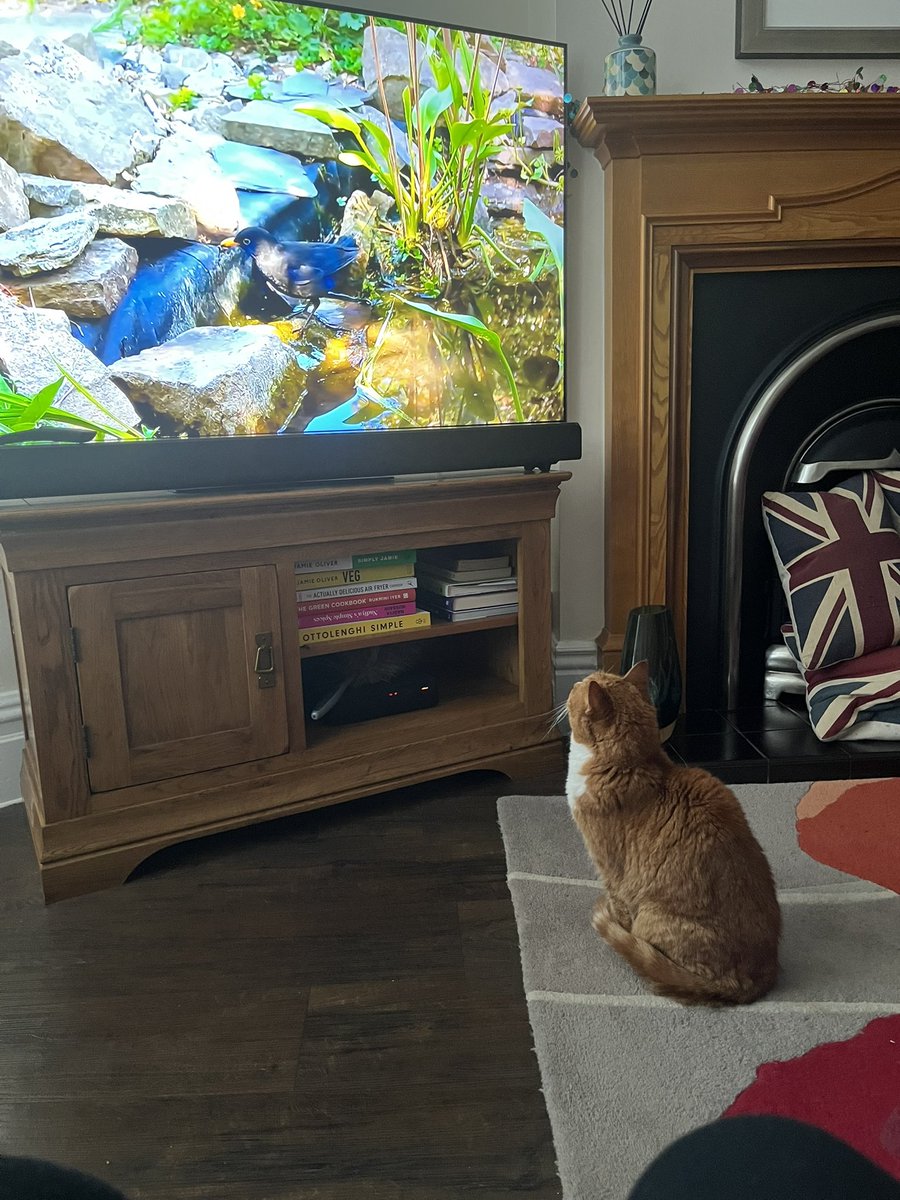 AnnielizzieSten's tweet photo. My cat Kitty loves #SpringWatch and is very happy that #SpringWatchStreet is in Sheffield! https://t.co/oDQGVgO3AH