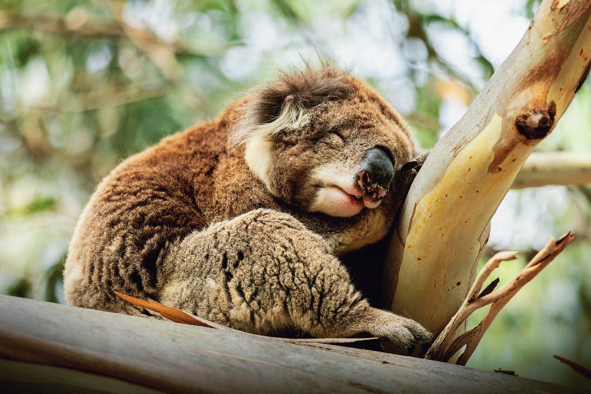 wildpulseexplor's tweet photo. Did you know koalas can sleep up to 20 hours a day?

getting its beauty rest! #KoalaFacts #Wildlife #Nature #SleepGoals #wildpulseexplore https://t.co/UNgCV58Cgr