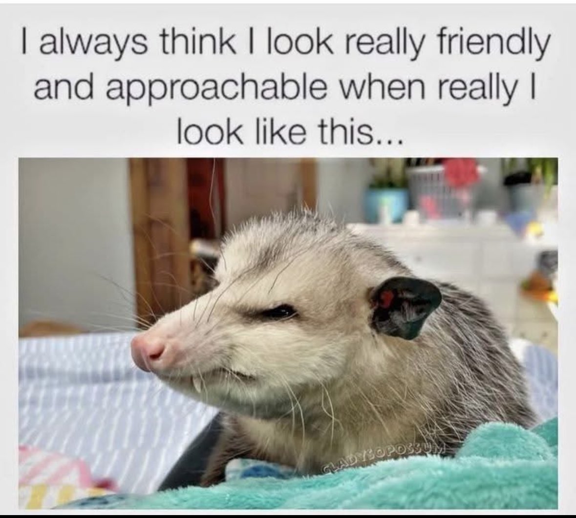 ADHD Memes tweet media