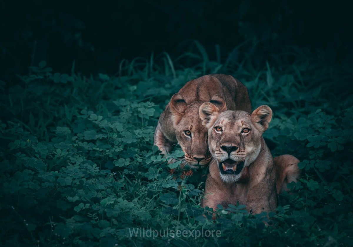 wildpulseexplor's tweet photo. "Stealth and strength: Lions on the prowl in the wild. 🦁🌿 #WildPulseExplore" https://t.co/TNW54ahnjJ