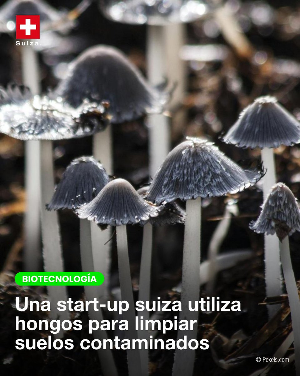 🌱🇨🇭 ¡La naturaleza al rescate! La startup suiza Edaphos Engineering usa hongos (micorremediación) para desintoxicar suelos de pesticidas y metales pesados. ¡y funciona! Se ha logrado convertir 3.000 m³ de material excavado durante la renaturalización del río Aire de Ginebra.