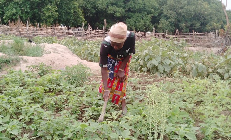 charaf_yarou's tweet photo. Une graine, une femme, un avenir.
Ce dimanche 25 #Mai,
l’#ONGTonkouro était aux côtés des femmes maraîchères de la coopérative Su ka Tii Yina dans le village de Guessoubani, commune de Sinendé (Nord-Bénin🇧🇯).(1) @ONU_fr @AminaJMohammed
@aminatousar @niangouse
@AFD_France https://t.co/123enTpVRi