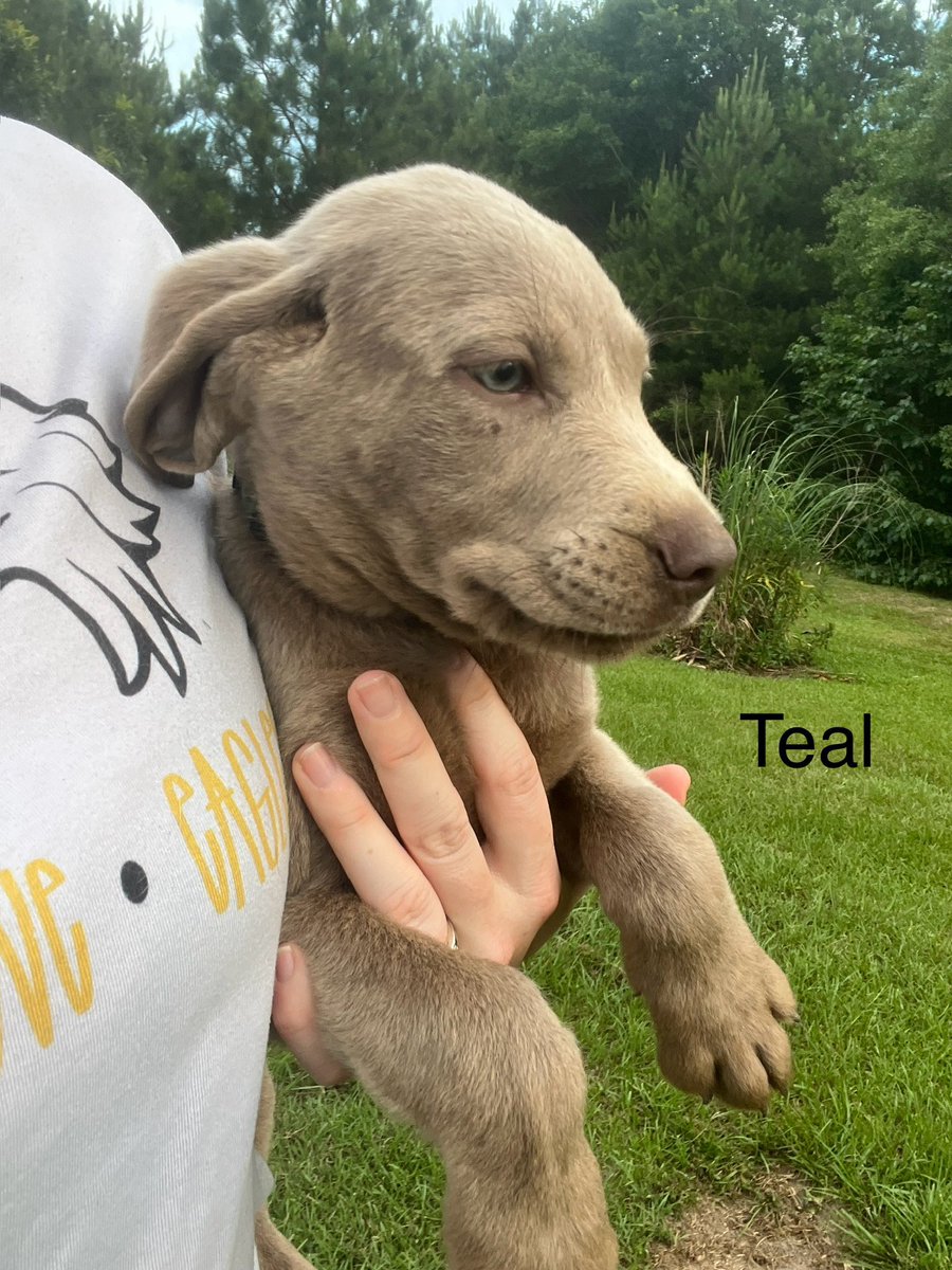 Can’t get tickets to Pete Taylor Park this 
W/E…No Worries! These puppies will make it all better while listening to the game at home on the 📻!!! 4 left (3girls &amp; 1Boy)! Open to reasonable offers! Trying to find great homes for these AKC LABS!! #SMTTT #SilverLabs <a href="/LaurenFBaker/">Lauren Frier Baker</a>