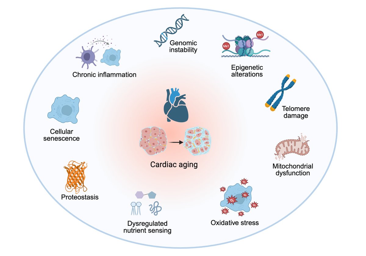 Circulation Research (@circres) on Twitter photo <a href="/CircRes/">Circulation Research</a> Compendium on Interorgan Crosstalk in #HeartFailure and #Cardiometabolic Diseases
#Aging at the Crossroads of Organ Interactions: Implications for the Heart ahajrnls.org/4jej7BX
Authored by Drs. I Sen & colleagues.
<a href="/PeterPLiu_MD/">Peter Liu MD</a> <a href="/CircRes/">Circulation Research</a> Compendium on Interorgan Crosstalk in #HeartFailure and #Cardiometabolic Diseases
#Aging at the Crossroads of Organ Interactions: Implications for the Heart ahajrnls.org/4jej7BX
Authored by Drs. I Sen & colleagues.
<a href="/PeterPLiu_MD/">Peter Liu MD</a>
