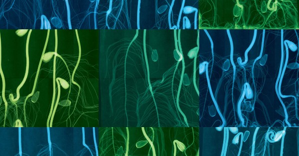 theNASEM's tweet image. #NativePlants provide the foundation for environments to support #pollinators, butterflies, birds, and other life above and below ground.

However, the supply of #NativeSeeds to restore and conserve ecosystems often falls short of demand.

Learn more: ow.ly/hyPJ50VY4n2