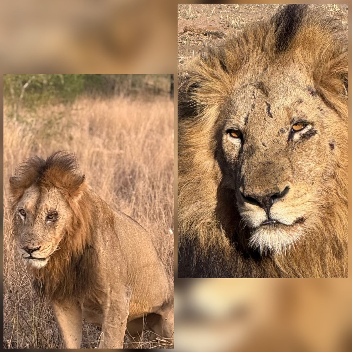Nkhulu males!!

Nkhulu #2 and #3 were seen with injuries following the attack on Dark Mane Gijima male.
Gijima Male brother also arrived to assist his brother.
Luckily, it seems there are no serious injuries.

#LoveLions 
📸 📸 isabelladriscoll &amp; Dawn Plemons Lipsey