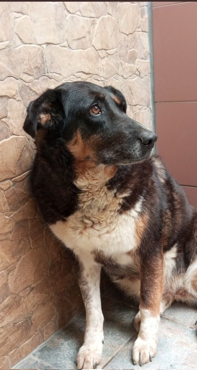 🟣MALENA🟣
Nació en la perrera
hace 11 años
Y allí sigue

Si quieres darle un HOGAR por favor 
Contacta 687209035

Está en #León
Pero puede 🚗 viajar

x.com/Nuriavg6/statu…