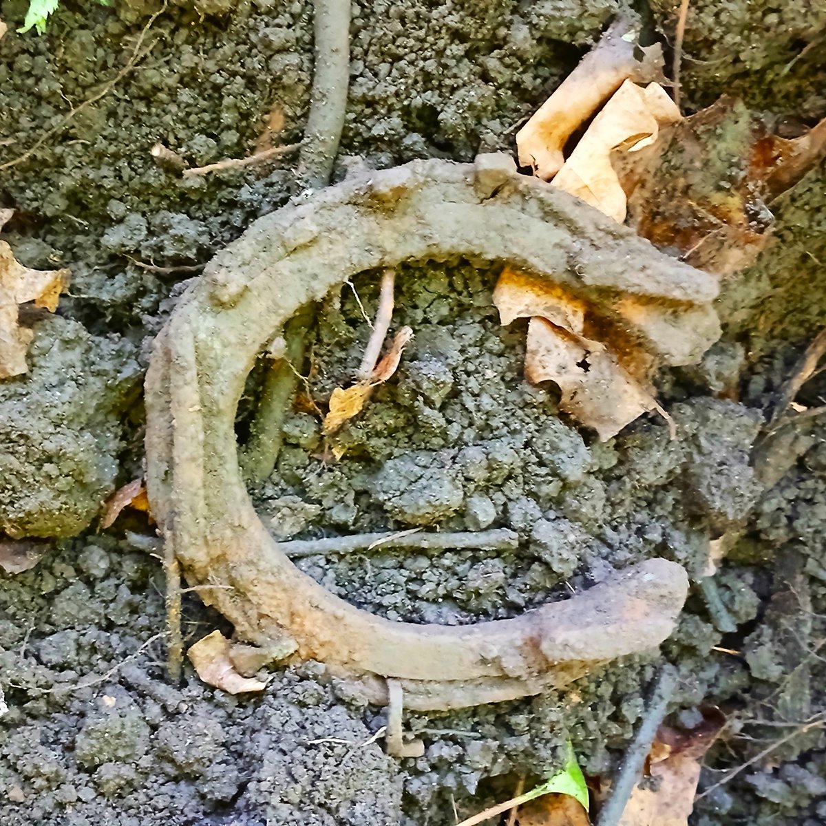 Finds from this morning's dig in the "Fur Trade Forest"  Horseshoe, hollow copper ring, 1861 British penny  

#metaldetecting #metaldetector #hamilton #ancaster #dundas #stoneycreek #waterdown #mounthope #millgrove #carlisle #freelton #flamborough #glanbrook #noktatriplescore