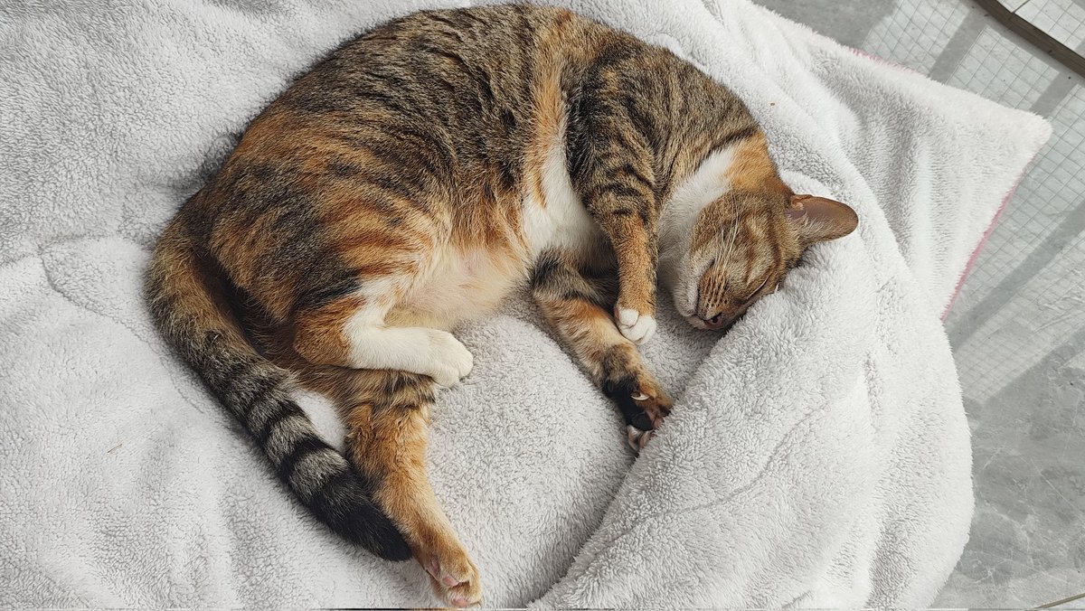 纪年Ginias (@ginias1007) on Twitter photo 