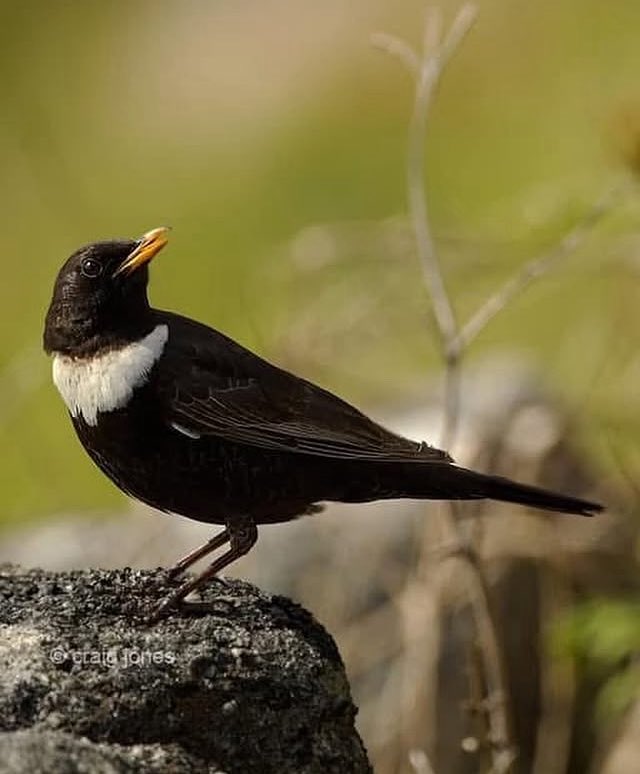 CraigJones17's tweet image. Three of my favourite birds are all rearing young in the @peakdistrict
The Ring Ouzel, Redstart and Pied Flycatcher all absolutely stunning birds. Lovely to see them all on #bbcspringwatch in places I know really well. @B_Strawbridge @StephenMoss_TV @GlobalBirdfair @polyolbion