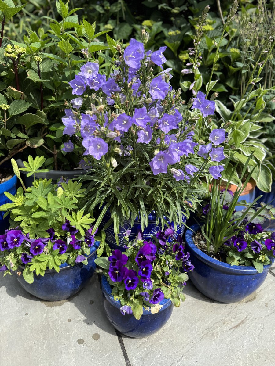 The Blurple side is coming along nicely 💙💜 #gardenshour