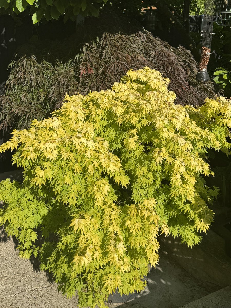 This is still my favourite. Mum bought it for £2 from Wilko 💛 #gardenshour