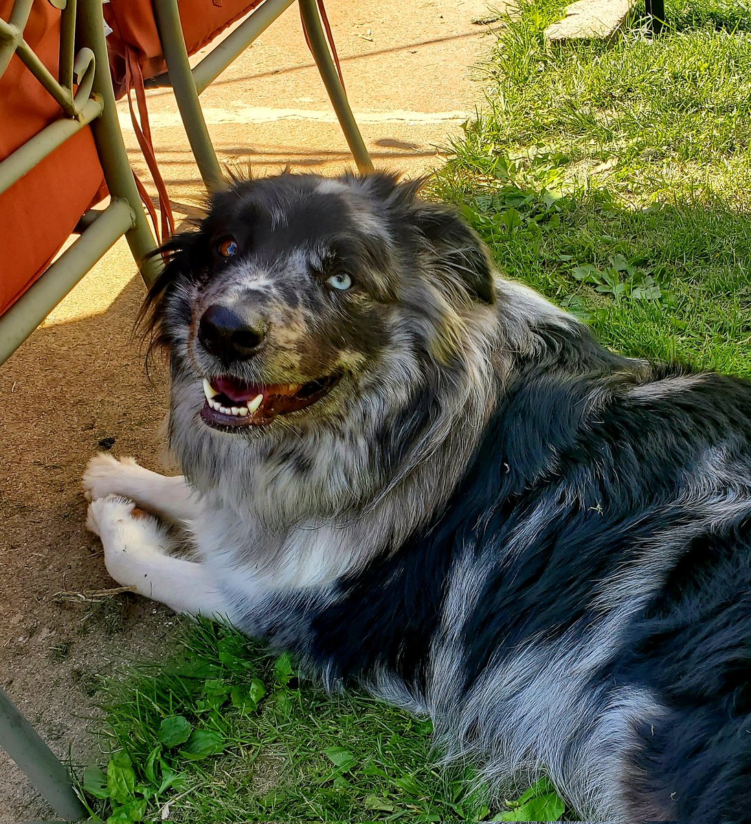 AzazelRvencroft's tweet photo. Look at my dog!! https://t.co/0RErBZHYW4