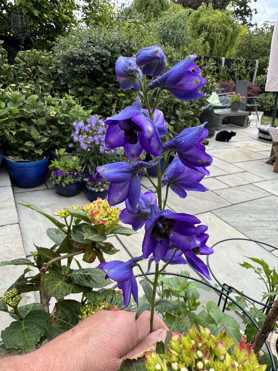 I’m not a particularly skilled or confident gardener, but it is really lovely when you manage to get something right, isn’t it?💙💜#gardenshour