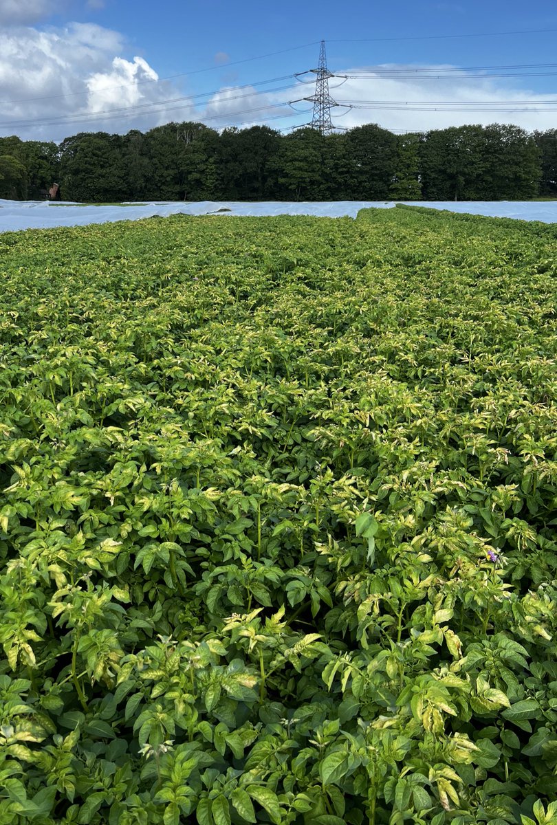 Swings &amp; Roundabouts of 🥔 agronomy…
New season loose skin pipers… 🤌🤤
Frost damage on fleece rips… 🫤🥶