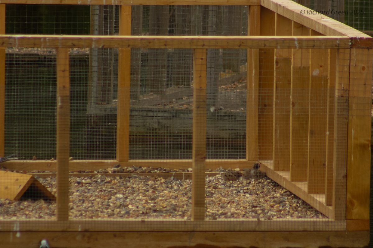 Green by Name (@greenbyname1) on Twitter photo The first Common Terns chicks in the Greenwich Peninsula Ecology Park (10 so far) & just outside the park Great Spotted Woodpecker have Juveniles. <a href="/LondonBirdClub/">London Bird Club</a> #londonbirds <a href="/BirdTrack/">BirdTrack</a> <a href="/WildGreenwich/">Greenwich Wildlife</a> <a href="/WordsFromWez/">Wez Smith</a> <a href="/TCVtweets/">The Conservation Volunteers (TCV)</a> <a href="/_BTO/">BTO</a> <a href="/birdbrainuk/">David DarrellLambert</a> <a href="/Royal_Greenwich/">Royal Borough of Greenwich</a> The first Common Terns chicks in the Greenwich Peninsula Ecology Park (10 so far) & just outside the park Great Spotted Woodpecker have Juveniles. <a href="/LondonBirdClub/">London Bird Club</a> #londonbirds <a href="/BirdTrack/">BirdTrack</a> <a href="/WildGreenwich/">Greenwich Wildlife</a> <a href="/WordsFromWez/">Wez Smith</a> <a href="/TCVtweets/">The Conservation Volunteers (TCV)</a> <a href="/_BTO/">BTO</a> <a href="/birdbrainuk/">David DarrellLambert</a> <a href="/Royal_Greenwich/">Royal Borough of Greenwich</a>