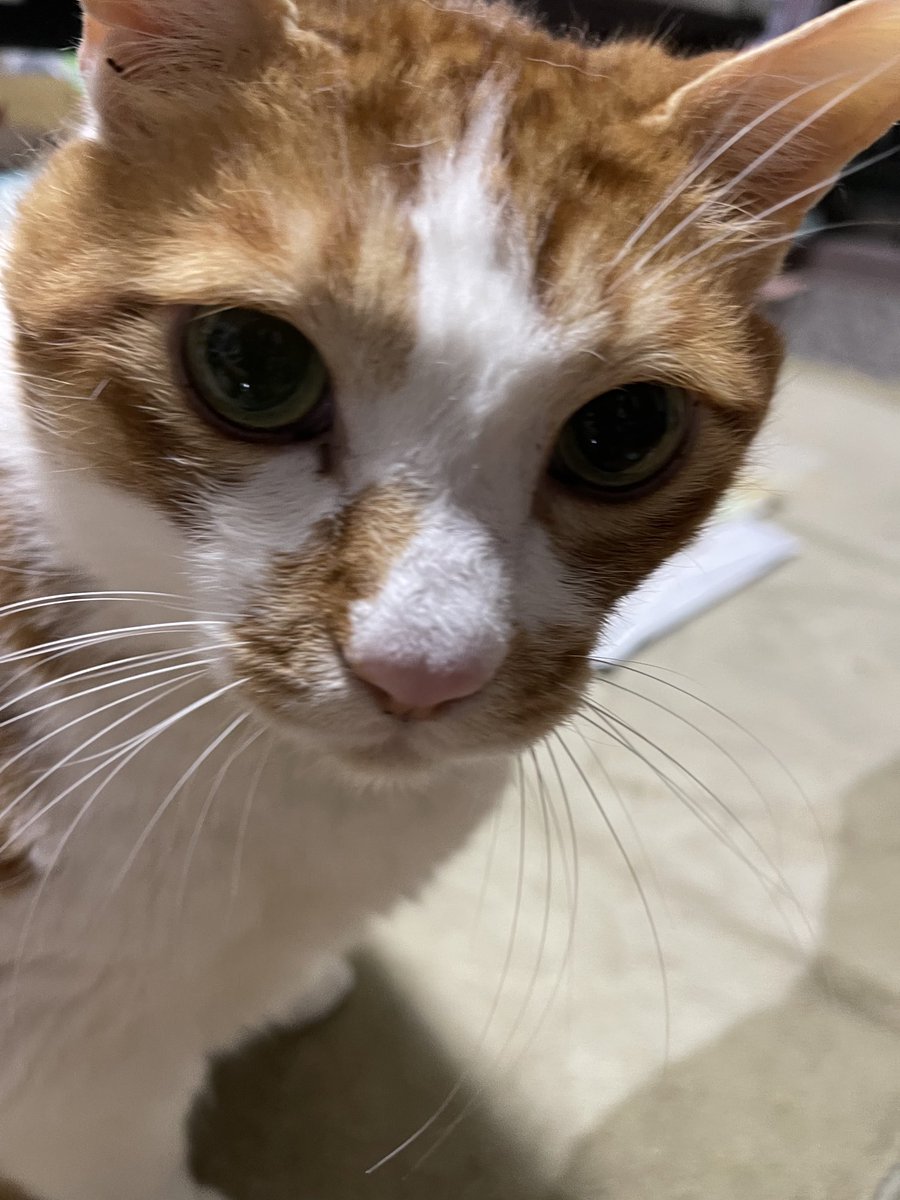 rinrin7481's tweet image. おはようございます😊😼😸
早朝はちょっと寒い
最近執事と茶😸は席の取合いをしている🙀執事は席を立つ度に椅子に物を置いておく💦それを忘れると直ぐに席を取られる😵どいてって言っても絶対動かない…そういう時はオヤツとかでつる
あっ、もしかしてそれが目的だったのかぁ〜⁉️今気付いた🙀
本日も🙇‍♀️