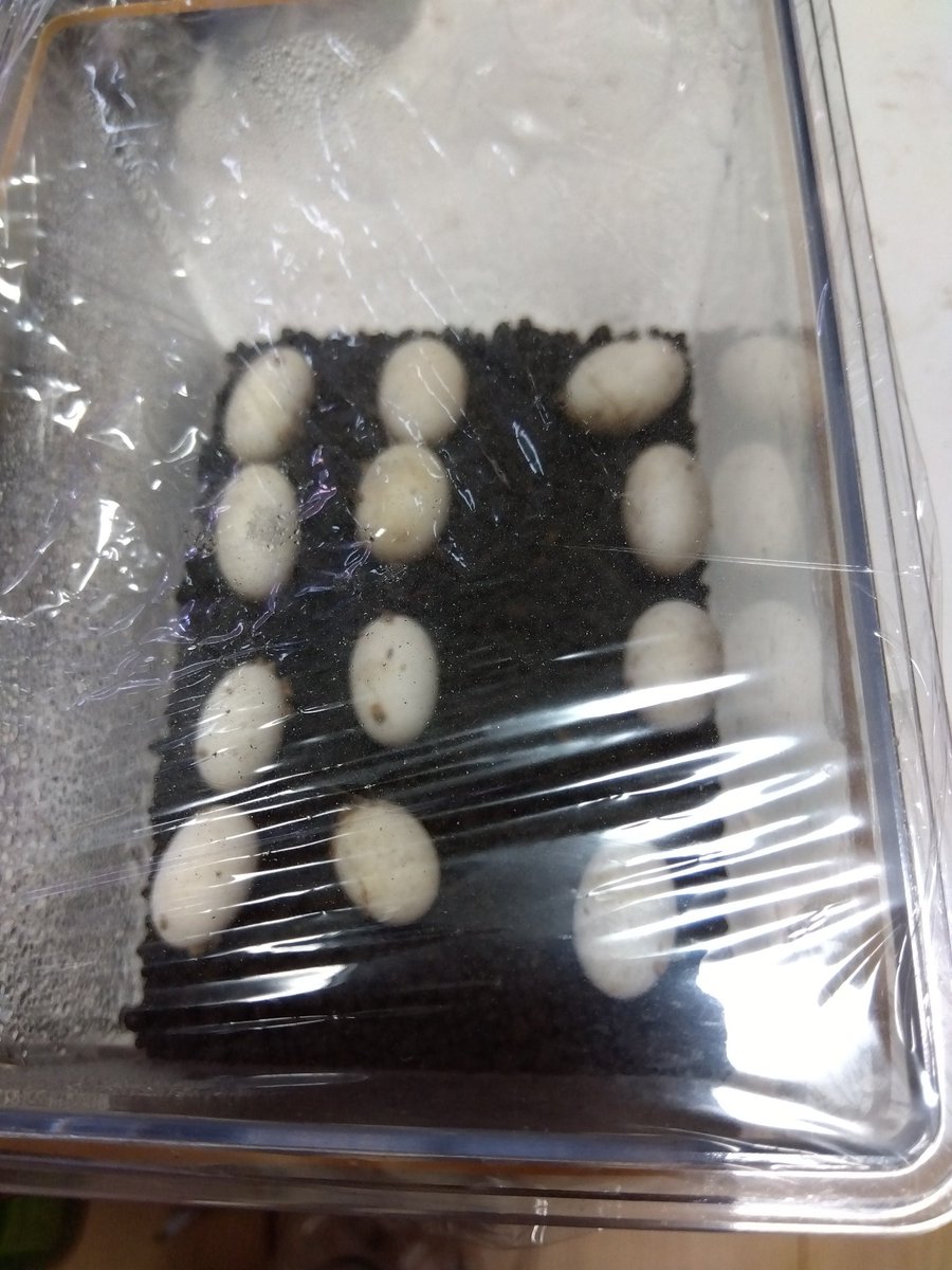 gcb2106's tweet photo. おはようございます!
これが初代GCBCBエボシターコイズ系の最後の卵たちです。そろそろ生まれる予定なのですがもう少しかかるかな?
#エボシターコイズ
#GCBCB https://t.co/P43tvI3Lq7