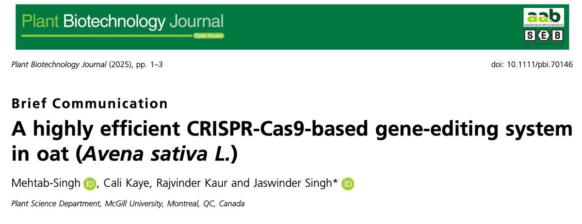 Mehtab Singh (@hexaploidsingh) on Twitter photo I am so excited to share our report on the first-ever successful CRISPR/Cas9-based gene-editing in oats, now published in the Plant Biotechnology Journal. Kudos to the Singh Lab (<a href="/JaswinderMcGill/">Jaswinder Singh</a>). Honoured to have it as a part of my PhD research.
Link: doi.org/10.1111/pbi.70… I am so excited to share our report on the first-ever successful CRISPR/Cas9-based gene-editing in oats, now published in the Plant Biotechnology Journal. Kudos to the Singh Lab (<a href="/JaswinderMcGill/">Jaswinder Singh</a>). Honoured to have it as a part of my PhD research.
Link: doi.org/10.1111/pbi.70…