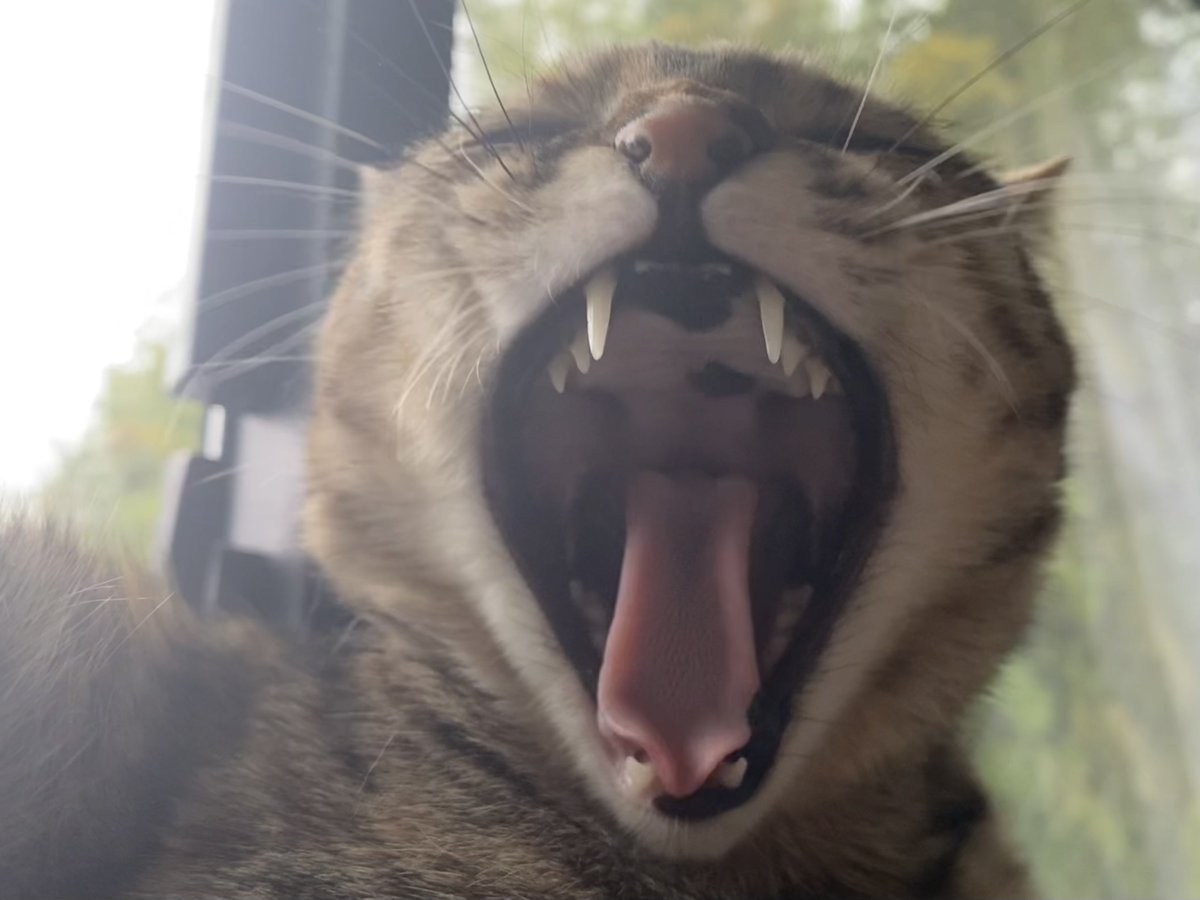 おはにゃんです🐱✨

#ガオー曜日
#猫好きさんと繋がりたい