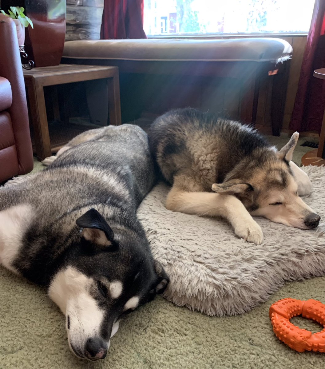RickTulsie's tweet photo. YIKES ๐ฌ
My poor furry Husky girls are NOT looking forward to our upcoming heat wave.
We have to walk them very early in the morning before the day heats up & late in the evening.
This is the time of the year they are dreaming of cold snow piles.
#YycDogs #dogsofX #Husky #Hot https://t.co/4o3pSDtfOL