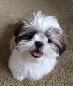 Happiness is an adorable puppy 🐶🥰Puppy cuddles.
#PuppyLove #FurryFriend