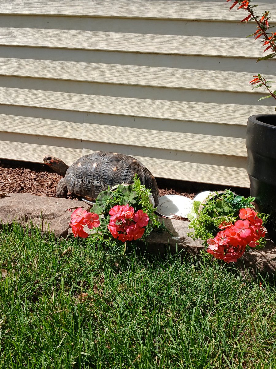 I will knock down all the plants in my way. On a mission 🐢