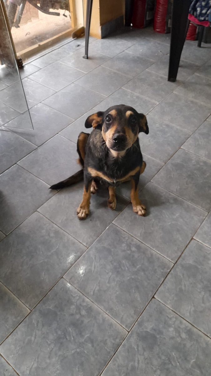 Aún no tenemos padrinos 💔 pero ambos ya están en la veterinaria. Por favor súmense! No es fácil y queremos seguir ayudando, caso contrario será el último rescate que hagamos. 😔