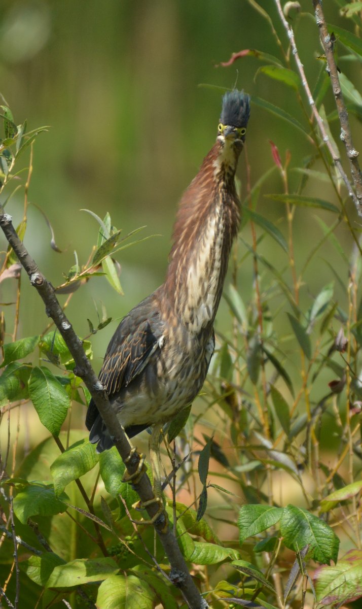 thegreenheron's tweet photo. The Daily #Heron https://t.co/9suM3lF9oe