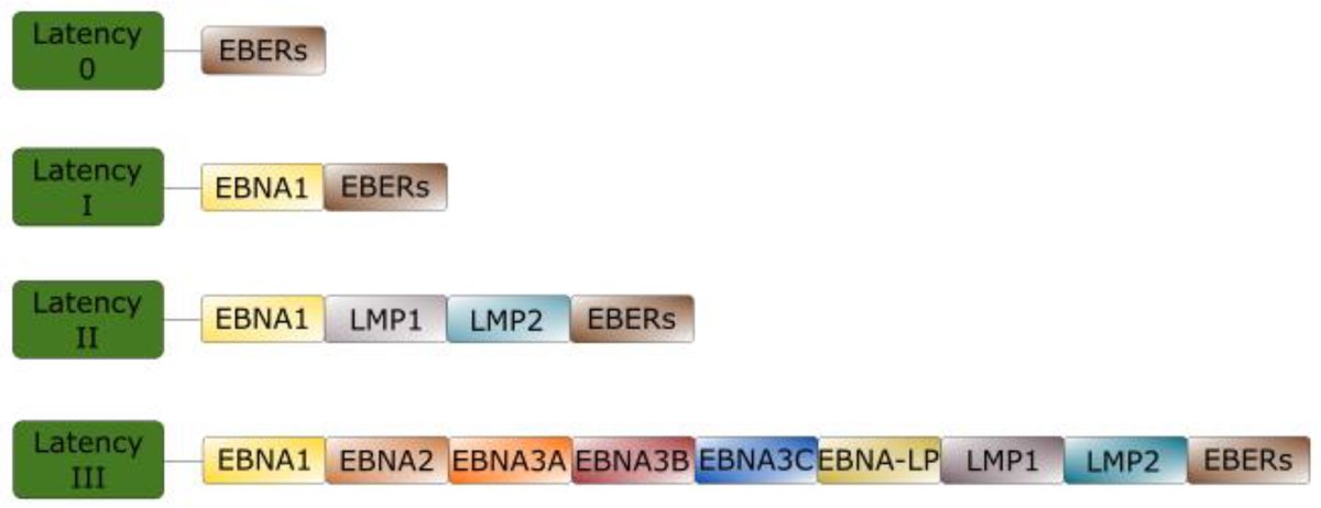 Cancers_MDPI's tweet image. 📢Call for Reading:
*EBV and Lymphomagenesis*
👨‍🔬by Daniel G. Sausen, et al. @EVMSedu 
#OpenAccess 🔓mdpi.com/2072-6694/15/7…
Keywords: #EBV; latent #proteins; #cancer; #lymphoma; #treatment