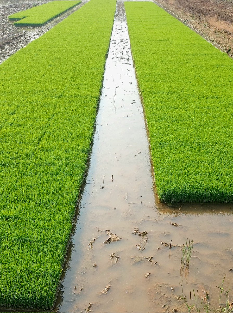 전역 직전 대민지원으로 모판 떼기 작업을 했다. 짝을 맞춘 일병과 열심히 했더니 대대장님께 얘기했다며 씻고 저녁 먹고 가라고 해서 얼큰히 취해 복귀했다. 다음주 유격훈련 때 말년병장들은 대민지원이나 나가라고 해서 신이 났는데 출동 전날 우리도 유격 가는 걸로 바뀌어... 
새는 방독면과