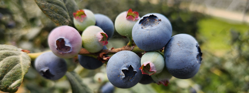 QLD Alliance for Agriculture & Food Innovation (@qaafi) on Twitter photo Scientists at UQ are investigating the cause of the costly blueberry root wrapping and root crown disorders. It's causing significant fruit loss globally.
bit.ly/45pOuWY
Image: Dr Eveline Kong
<a href="/Hort_Au/">Hort Innovation</a> @queenslandagriculture Scientists at UQ are investigating the cause of the costly blueberry root wrapping and root crown disorders. It's causing significant fruit loss globally.
bit.ly/45pOuWY
Image: Dr Eveline Kong
<a href="/Hort_Au/">Hort Innovation</a> @queenslandagriculture
