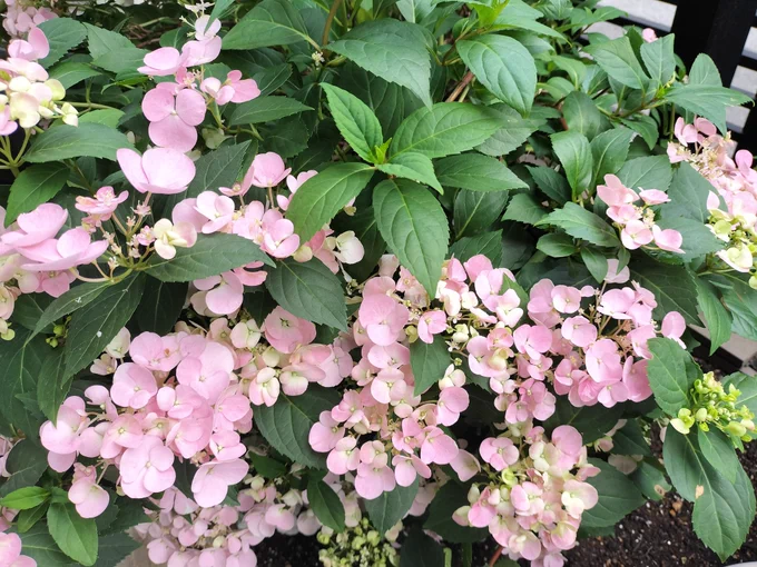 紫陽花は今年もピンクに咲きました…3〜4月に家の外壁工事の足場を庭に組んでて、あまり世話ができなかったので仕方ない ラグランジアは結構早咲きなので、ちゃんと梅雨時に満開になるのが欲しいな〜と思って買った真っ青な紫陽花も、今年どピンクになってもうた(2枚目
