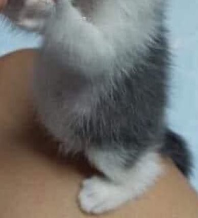 amo a pancinha desse